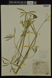 Callirhoe digitata image