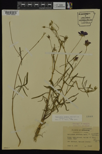 Callirhoe pedata image