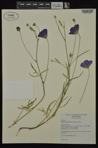 Callirhoe pedata image