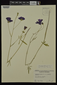 Callirhoe pedata image