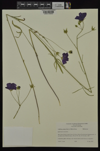 Callirhoe pedata image