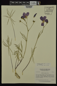 Callirhoe pedata image