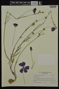 Callirhoe pedata image