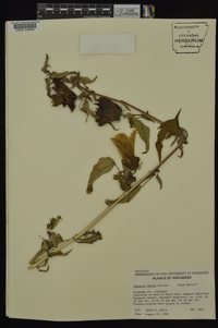 Hibiscus laevis image