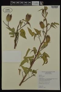 Hibiscus laevis image