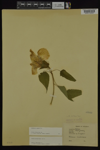 Hibiscus laevis image