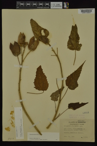 Hibiscus laevis image