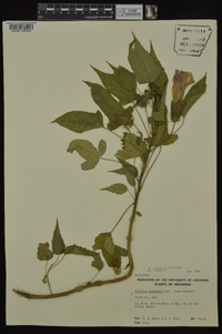 Hibiscus laevis image