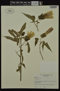 Hibiscus laevis image