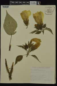 Hibiscus lasiocarpos image