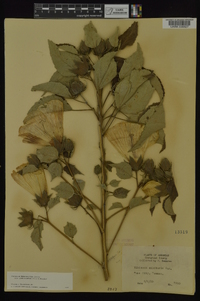 Hibiscus lasiocarpos image