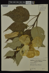 Hibiscus lasiocarpos image