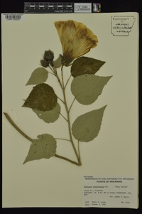 Hibiscus lasiocarpos image