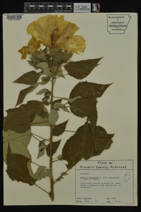 Hibiscus lasiocarpos image