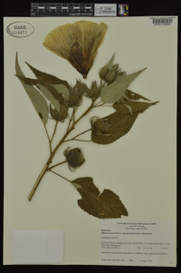 Hibiscus lasiocarpos image