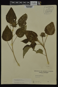 Hibiscus lasiocarpos image