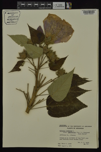 Hibiscus lasiocarpos image