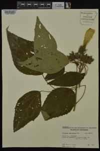 Hibiscus lasiocarpos image