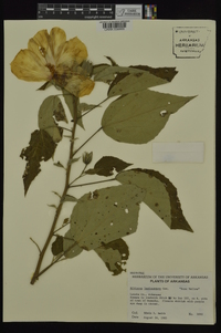 Hibiscus lasiocarpos image