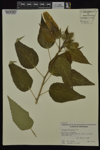 Hibiscus lasiocarpos image