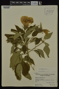 Hibiscus lasiocarpos image