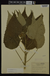 Hibiscus lasiocarpos image