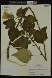 Hibiscus lasiocarpos image