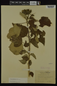 Hibiscus lasiocarpos image