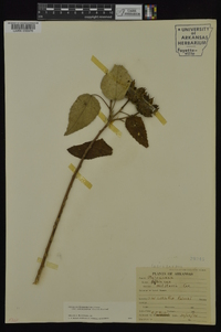 Hibiscus lasiocarpos image