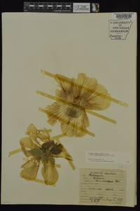 Hibiscus lasiocarpos image