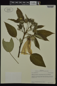 Hibiscus lasiocarpos image