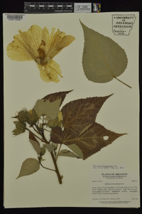 Hibiscus lasiocarpos image