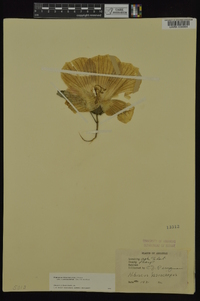 Hibiscus lasiocarpos image