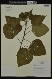 Hibiscus lasiocarpos image
