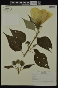 Hibiscus lasiocarpos image