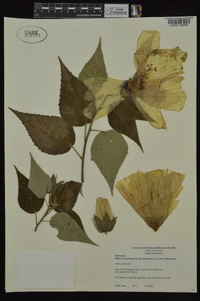 Hibiscus lasiocarpos image