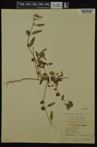 Sphaeralcea angusta image