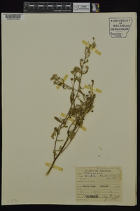 Sida rhombifolia image