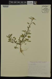 Sida spinosa image