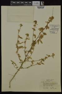 Sida spinosa image