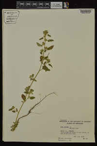 Sida spinosa image