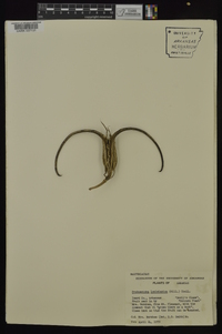 Proboscidea louisianica image