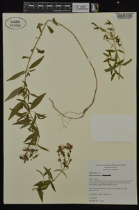 Rhexia mariana var. mariana image