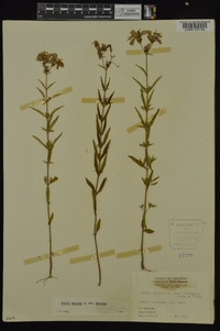 Rhexia mariana var. mariana image