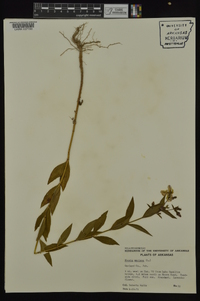 Rhexia mariana var. mariana image