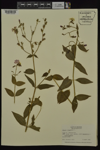 Rhexia virginica image