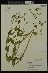 Rhexia virginica image