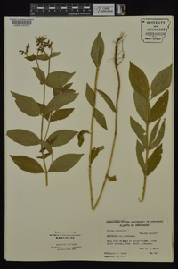 Rhexia virginica image