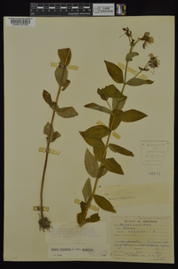 Rhexia virginica image