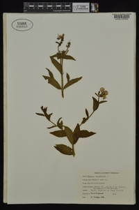 Rhexia virginica image